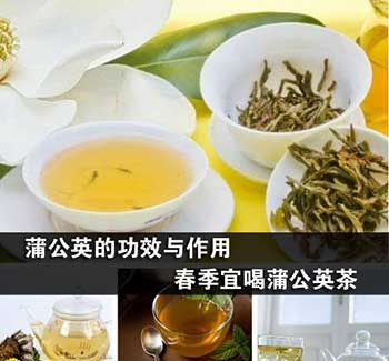 蒲公英茶的功效与作用