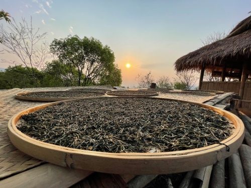“茶界奥斯卡”奖揭晓 “天籽秘境”荣膺鼎承茶王赛特别金奖