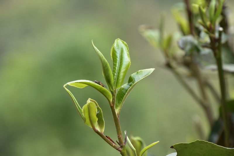 云南刮风寨2022年古树春茶多少钱一斤