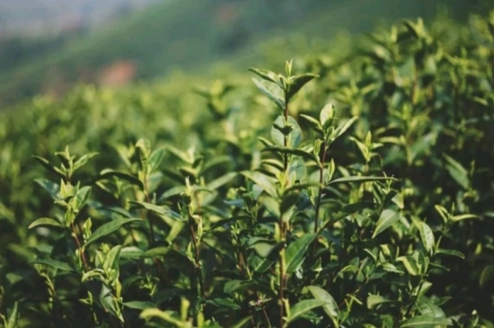 龙井是明前的好还是雨前的好，明前茶和雨前茶哪个好喝？