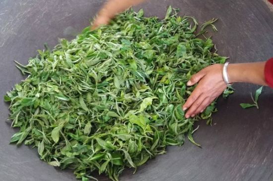 龙井茶炒茶叶怎么炒出好茶色，茶叶怎样做出来最绿？