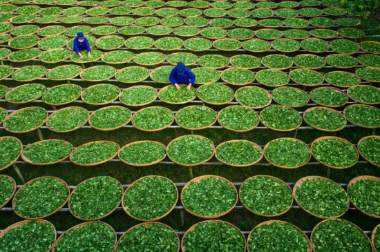 绿茶加工工艺流程图，绿茶的加工制作包含哪几个步骤？