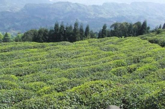 蒙顶山茶种类，蒙顶山哪种茶好？