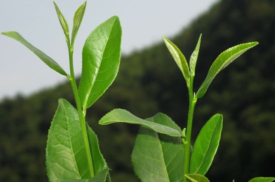 单枞茶什么季节最好喝，凤凰单丛茶春茶好还是秋茶好？