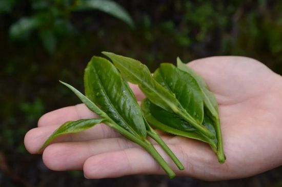 单枞茶什么季节最好喝，凤凰单丛茶春茶好还是秋茶好？