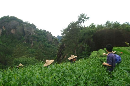 肉桂茶和大红袍哪个贵，武夷山肉桂与大红袍的价格比较