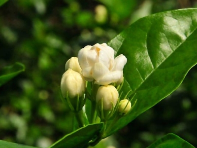 好茉莉茶多少钱一斤，茉莉花茶价格