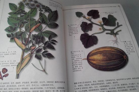 中国茶叶的发展历史文化