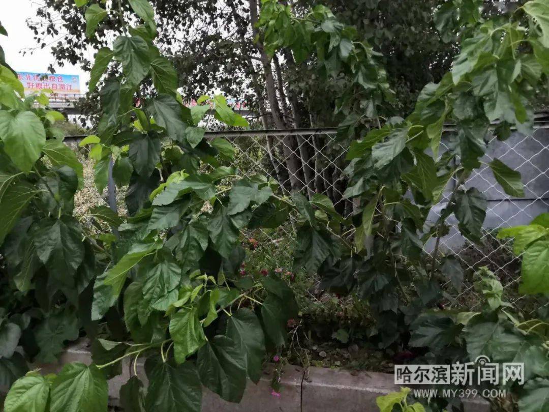 特别之年·特别丰收丨采下桑叶做成茶 阿城桑叶茶销往大江南北