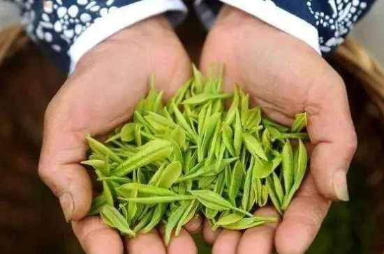 摘茶叶最快的方法，采摘茶叶怎么才能快？