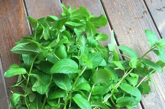 薄荷茶的功效与作用，喝薄荷茶有什么好处？