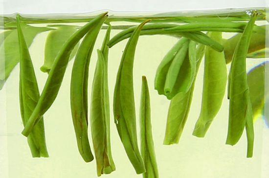雀舌茶什么人不能喝，雀舌茶的功效与禁忌