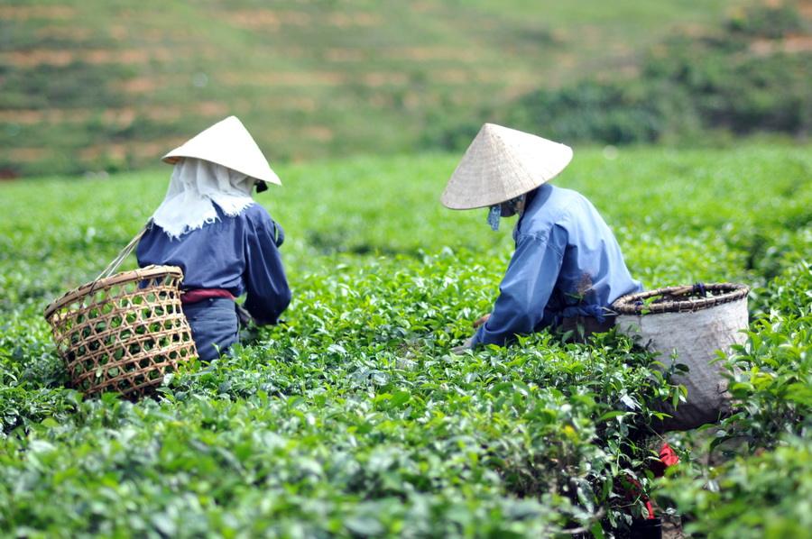 越南茶叶
