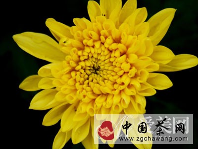  清肝明目降血压 淡雅菊花养生功效强大 