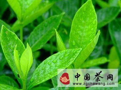 细数茶叶十德 礼仁让表敬意