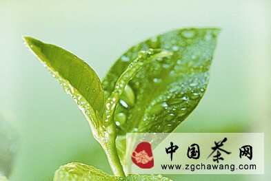 茶 喝茶禁忌