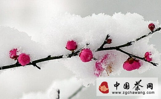 煮水 烹茶 品茗，感受水对茶的那份举重若轻