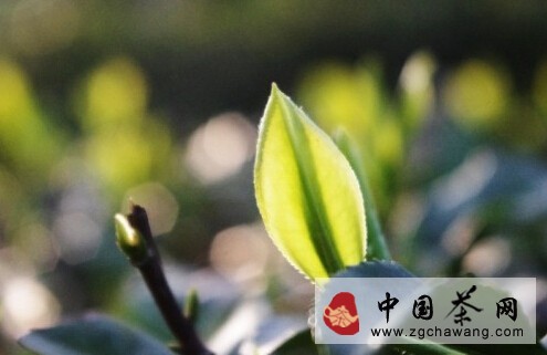 辩茶之高山茶与平原茶