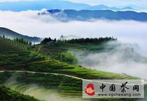 辩茶之高山茶与平原茶