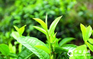 十六大产茶山的普洱茶特点