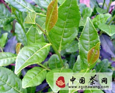 福建安溪建铁观音茶种保护区开展品种提纯复壮工程