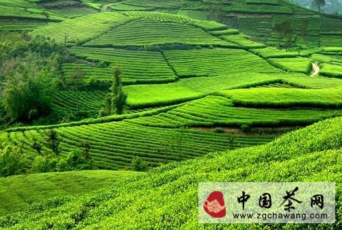 湖南常德：召开&ldquo;诸葛会&rdquo; 谋划茶产业