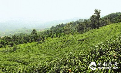 满目苍翠的茶山