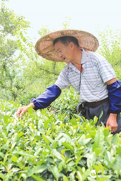 村民忙采茶