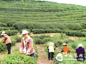 武隆天尺坪高山有机茶