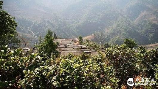 冰岛茶，冰岛村