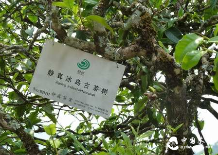 静真冰岛古树