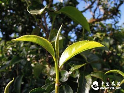 冰岛古树茶
