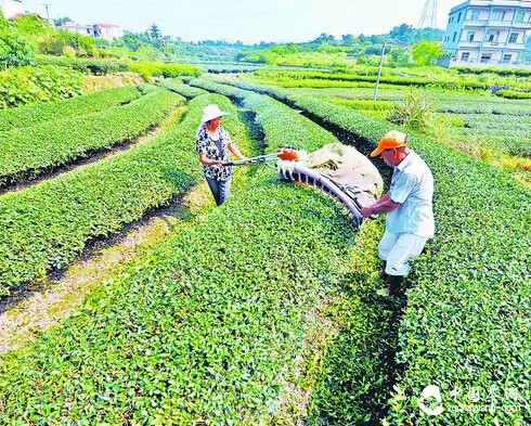 产业拓展茶农受益