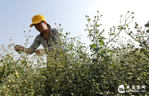 10月15日，河南省焦作市武陟县大封镇大封村农民在采摘茶菊花。