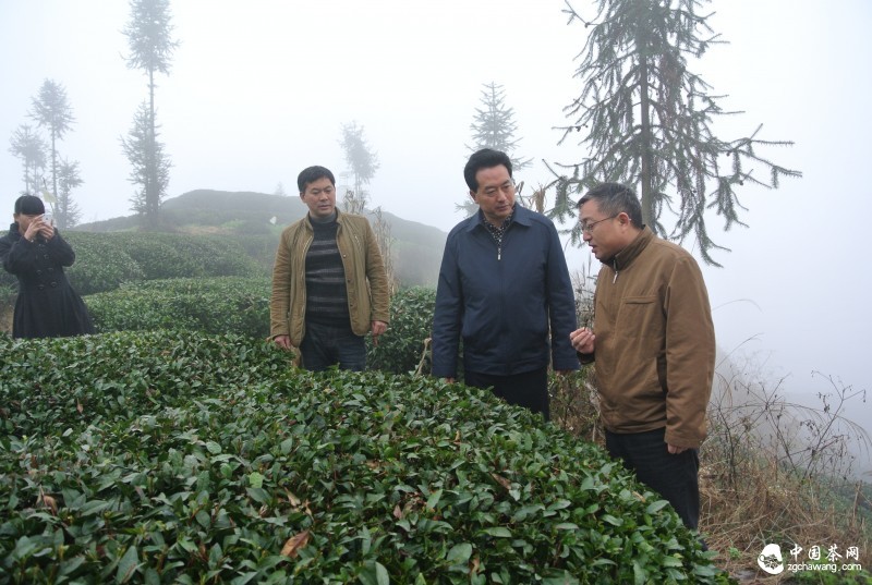 3考察生态茶园建设