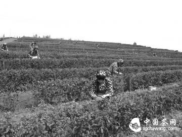 早茶采摘。