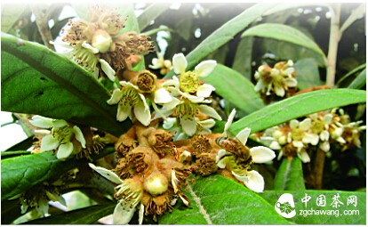 枇杷花茶健康养生润肺