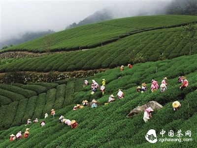 春茶，每年茶友关注的头等大事。最早采摘的明前茶清明前7天左右开采，尤其受到青睐。