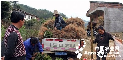 吉安市狗牯脑茶苗走俏遂川乡村（图）