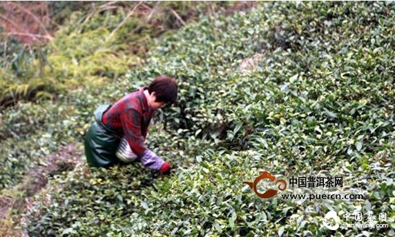 福鼎点头：第一茬春茶已开采