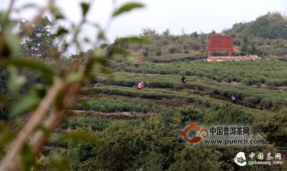 福鼎点头：第一茬春茶已开采