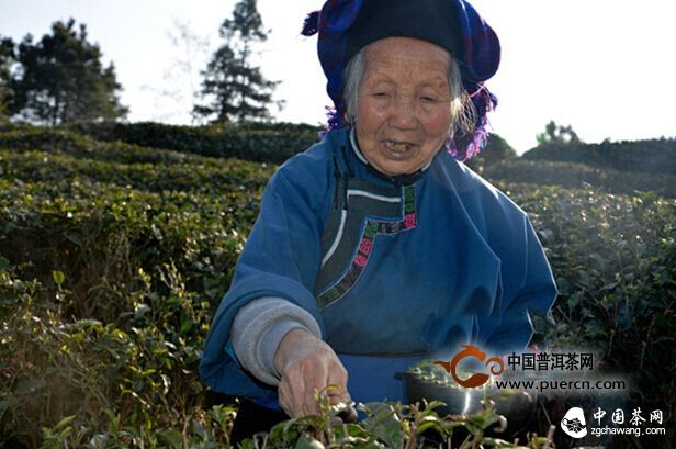 长顺1.6万亩茶园开摘新春首批有机绿茶