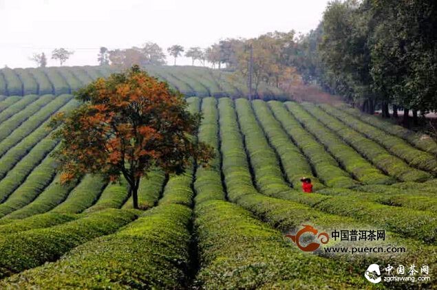 烟花三月去茶山，收获心情与好茶 