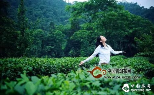 烟花三月去茶山，收获心情与好茶 