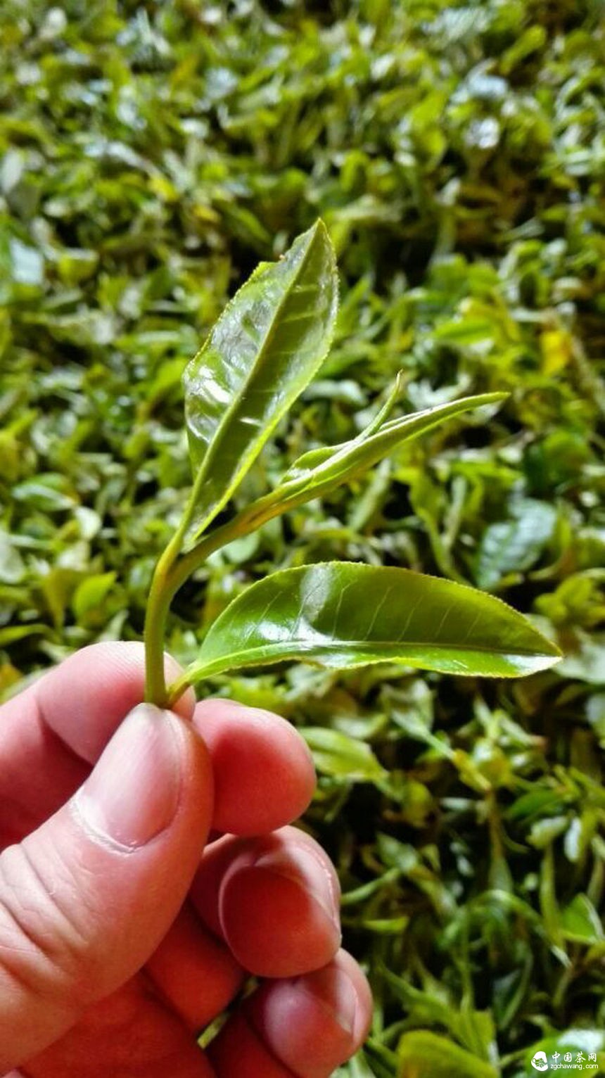 第二届两岸四地茶文化高峰论坛暨第十四届中国普洱茶节举行第一次筹备会