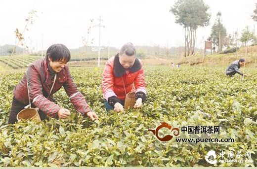凤冈茶农抢“鲜”采摘早春锌硒第一芽
