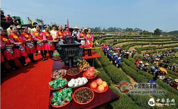 福州首采2015年春茶 开制福州茉莉花茶