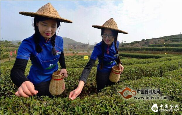 福州首采2015年春茶 开制福州茉莉花茶