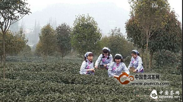    成都千年茶马古道再现活力 邛崃黑茶年产值逾10亿元 