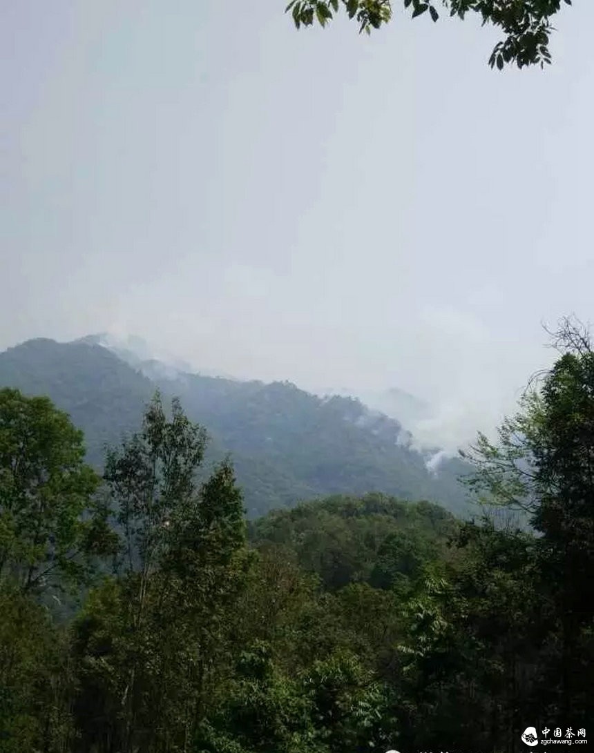 弯弓火灾明火已灭，受灾茶园上千亩！弯弓寨卢队长播报最新状况